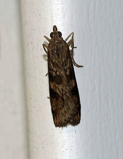 Lucerne moth - Nomophila nearctica Total length: 15 mm. Long, narrow forewing is brown with contrasting blackish spots and streaks.

Attracted to a light in a rural area. Geotagged,Lucerne moth,Nomophila nearctica,Summer,United States,moth