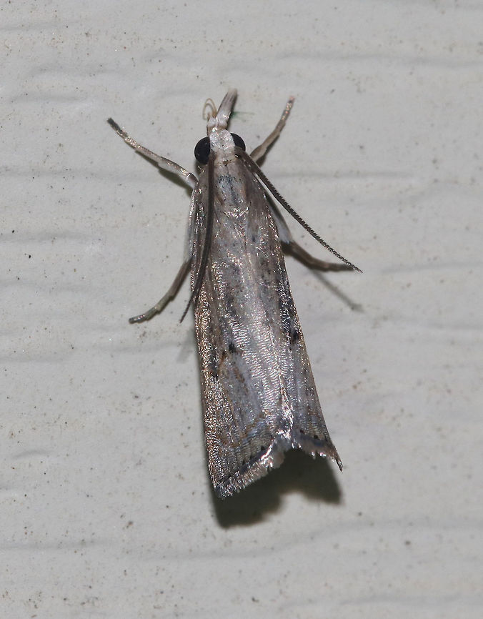 Bluegrass Webworm Moth - Parapediasia teterrellus Total length: 12 mm. Tawny, shiny forewing with a pattern of gray streaks. Subterminal line is angled and orange. There are blackish blotches inside the median line.<br />
<br />
Attracted to a light in a rural area. Bluegrass Webworm Moth,Geotagged,Parapediasia teterrellus,Summer,United States,moth