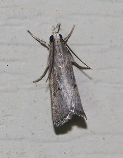 Bluegrass Webworm Moth - Parapediasia teterrellus Total length: 12 mm. Tawny, shiny forewing with a pattern of gray streaks. Subterminal line is angled and orange. There are blackish blotches inside the median line.
Attracted to a light in a rural area. Bluegrass Webworm Moth,Geotagged,Parapediasia teterrellus,Summer,United States,moth