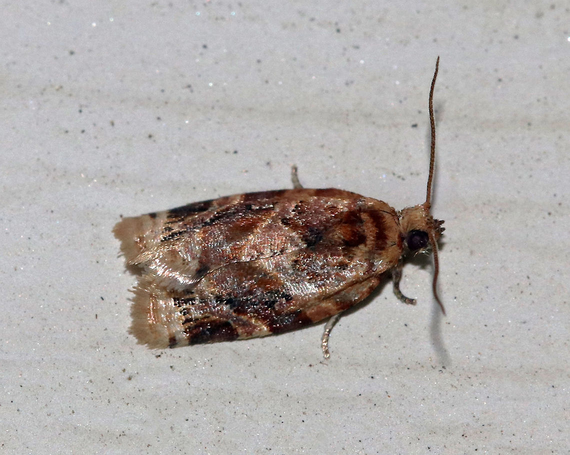 Red-banded Leafroller Moth - Argyrotaenia velutinana Total length: ~10 mm. Whitish forewing is mottled gray and reddish brown in basal and subterminal areas.<br />
<br />
Attracted to a light in a rural area. Argyrotaenia velutinana,Geotagged,Red-banded leafroller moth,Summer,United States,moth