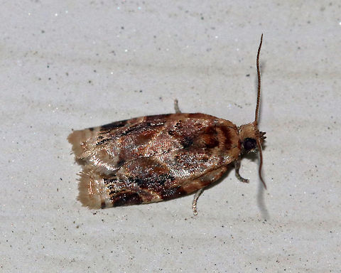 Red-banded Leafroller Moth - Argyrotaenia velutinana Total length: ~10 mm. Whitish forewing is mottled gray and reddish brown in basal and subterminal areas.

Attracted to a light in a rural area. Argyrotaenia velutinana,Geotagged,Red-banded leafroller moth,Summer,United States,moth