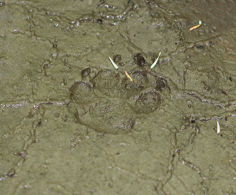 Red Fox Track - Vulpes vulpes This is a print from a red fox. It was approximately 6 cm long and 5 cm wide.  The trotting stride was around 40-45 cm.  The fore heel pad had a bar across it. I spotted this track in a muddy spot of a river in a deciduous forest. Geotagged,Red Fox,Summer,United States,Vulpes vulpes,fox track,red fox track,trotting track,vulpes,vulpes vulpes