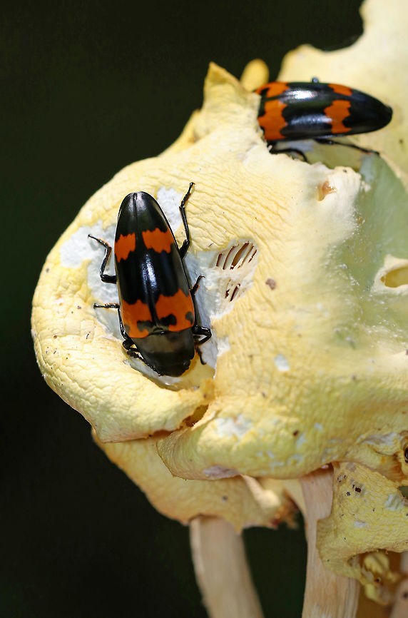 Pleasing Fungus Beetle - Megalodacne heros Length: ~15 mm. Oblong, shiny black and reddish orange beetles that were feasting on mushrooms in a deciduous forest along the Hudson River. Geotagged,Megalodacne heros,Pleasing Fungus Beetle,Summer,United States,beetle,mycophagy