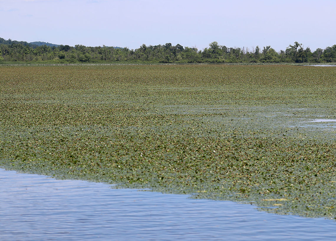 Eurasian Water Chestnut (Trapa natans) Choking the Hudson River in NY. Trapa natans is an invasive aquatic plant that was released inadvertently into waters of the northeast in the late 1800s. It has spread throughout New York State, clogging waterways and negatively impacting native species. The density of the vegetation limits light penetration into the water and reduces the growth of native aquatic plants. This reduced plant growth in addition to the yearly decomposition of the water chestnut plants, results in reduced levels of dissolved oxygen in the water, thus impacting aquatic organisms, and leading to fish kills. The abundant growth of water chestnut outcompetes submerged and emergent native aquatic vegetation and seriously impacts the aquatic ecosystem . <br />
<br />
This shot was taken along the Hudson River in upstate New York.<br />
 Geotagged,Summer,Trapa natans,United States,Water caltrop,hudson river,water chestnut