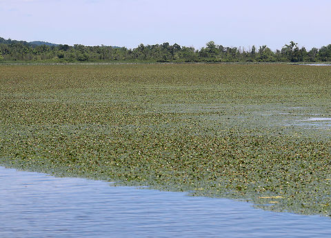 Eurasian Water Chestnut (Trapa natans) Choking the Hudson River in NY. Trapa natans is an invasive aquatic plant that was released inadvertently into waters of the northeast in the late 1800s. It has spread throughout New York State, clogging waterways and negatively impacting native species. The density of the vegetation limits light penetration into the water and reduces the growth of native aquatic plants. This reduced plant growth in addition to the yearly decomposition of the water chestnut plants, results in reduced levels of dissolved oxygen in the water, thus impacting aquatic organisms, and leading to fish kills. The abundant growth of water chestnut outcompetes submerged and emergent native aquatic vegetation and seriously impacts the aquatic ecosystem . 

This shot was taken along the Hudson River in upstate New York.
 Geotagged,Summer,Trapa natans,United States,Water caltrop,hudson river,water chestnut