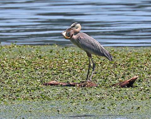 Great Blue Heron - Ardea herodias Blue-gray color with a black stripe above the eye, long legs, and a long bill. In flight, they curl its neck into a tight &ldquo;S&rdquo; shape. 

This heron was fishing on the Hudson River. It caught a fish, as you can see, but didn't eat it. It just held it in its bill for at least 10 minutes. It would bend over, put it on the wood it was standing on, then pick it back up...over and over.  Ardea herodias,Geotagged,Great blue heron,Summer,United States,heron,hudson river