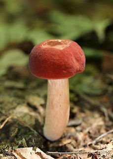 Xanthoconium purpureum Soft, red, convex cap with a slightly inrolled margin. The pores were white. Stem was white with brownish streaks. It was growing on the ground in a deciduous forest. Geotagged,Summer,United States,Xanthoconium,Xanthoconium purpureum,fungus,mushroom