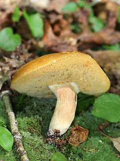 Xanthoconium affine Yellow-brown, smooth, dry, nearly flat cap with spongy yellow pores. The pores did not bruise. Stipe was white with brownish red streaks and white basal mycelium. Growing on the ground in a deciduous forest. Geotagged,Summer,United States,Xanthoconium,Xanthoconium affine,fungus,mushroom