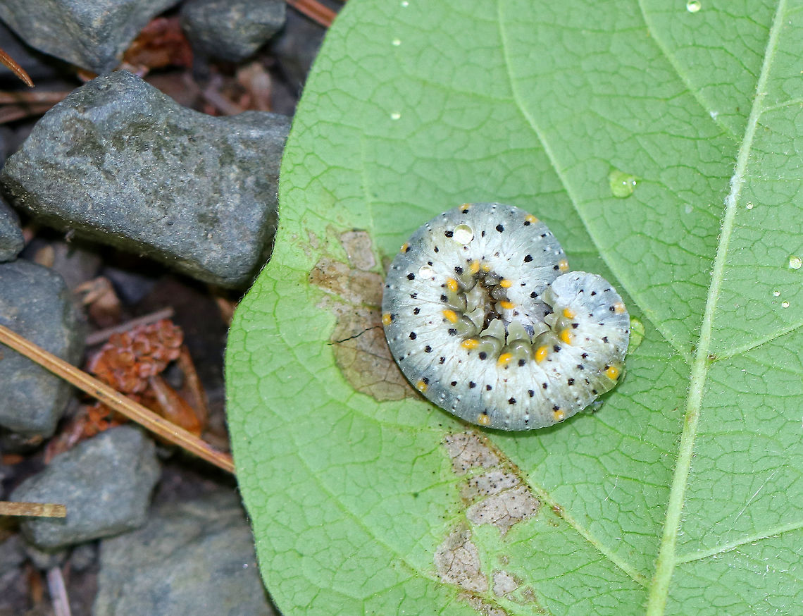 Honeysuckle Sawfly Larva - Abia lonicerae Beautiful whitish gray larva with black and yellow dots. Spotted on honeysuckle along a nature trail in a deciduous forest.<br />
<figure class="photo"><a href="https://www.jungledragon.com/image/64680/honeysuckle_sawfly_larva_-_abia_lonicerae.html" title="Honeysuckle Sawfly Larva - Abia lonicerae"><img src="https://s3.amazonaws.com/media.jungledragon.com/images/3232/64680_thumb.jpg?AWSAccessKeyId=05GMT0V3GWVNE7GGM1R2&Expires=1759968010&Signature=Gay56AHt6l3te%2BttRE1ByUpNbyE%3D" width="200" height="160" alt="Honeysuckle Sawfly Larva - Abia lonicerae Beautiful whitish gray larva with black and yellow dots. Spotted on honeysuckle along a nature trail in a deciduous forest. <br />
https://www.jungledragon.com/image/64679/sawfly_larva_-_abia_lonicerae.html Abia lonicerae,Geotagged,Honeysuckle Sawfly,Sawfly Larva,Summer,United States,abia,caterpillar,honesuckle sawfly,larva" /></a></figure> Abia lonicerae,Geotagged,Honeysuckle Sawfly,Summer,United States,abia,larva,sawfly larva