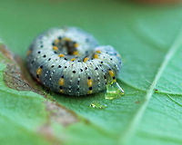 Honeysuckle Sawfly Larva - Abia lonicerae Beautiful whitish gray larva with black and yellow dots. Spotted on honeysuckle along a nature trail in a deciduous forest. <br />
https://www.jungledragon.com/image/64679/sawfly_larva_-_abia_lonicerae.html Abia lonicerae,Geotagged,Honeysuckle Sawfly,Sawfly Larva,Summer,United States,abia,caterpillar,honesuckle sawfly,larva