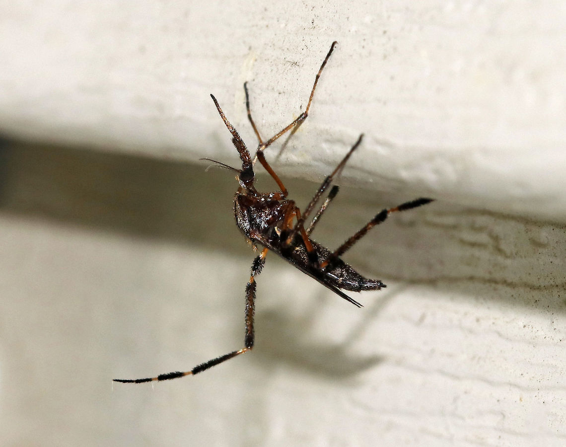 Gallinipper - Psorophora ciliata Attack of the GIANT mosquitoes! Gallinippers are one of the largest mosquitoes in the United States. Males and females feed on nectar, while only females seek bloodmeals with large mammals being their preferred hosts. Females bloodfeed day and night and are able to bite through heavy clothing! Total length: ~8 mm.<br />
<br />
The word &quot;gallinipper&quot; originated as a vernacular term in the southeastern U.S. referring to &quot;a large mosquito or other insect that has a painful bite or sting&quot;.<br />
<br />
Spotted on my deck near a light source. Luckily, she didn&#039;t bite me; but, I have been biten by this species before and it is quite painful. Just check out that proboscis!! Geotagged,Psorophora ciliata,Summer,United States,gallinipper,mosquito,psorophora