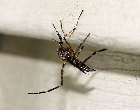 Gallinipper - Psorophora ciliata Attack of the GIANT mosquitoes! Gallinippers are one of the largest mosquitoes in the United States. Males and females feed on nectar, while only females seek bloodmeals with large mammals being their preferred hosts. Females bloodfeed day and night and are able to bite through heavy clothing! Total length: ~8 mm.

The word "gallinipper" originated as a vernacular term in the southeastern U.S. referring to "a large mosquito or other insect that has a painful bite or sting".

Spotted on my deck near a light source. Luckily, she didn't bite me; but, I have been biten by this species before and it is quite painful. Just check out that proboscis!! Geotagged,Psorophora ciliata,Summer,United States,gallinipper,mosquito,psorophora