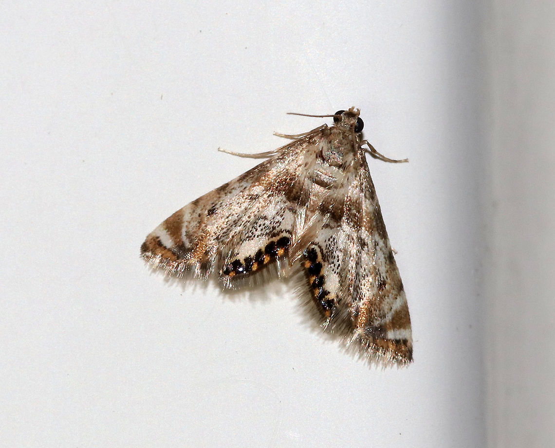 Canadian Petrophila - Petrophila canadensis Wingspan: ~ 15mm.  The central area of the forewing lacks triangular arrangement of 3 black spots. Hindwing with transverse brownish bands separated by white space; triangular patch of fine black speckling extends at least halfway down from costa of hindwing.<br />
<br />
Attracted to a light in a rural area. Geotagged,Petrophila canadensis,Summer,United States,canadian petrophila,moth