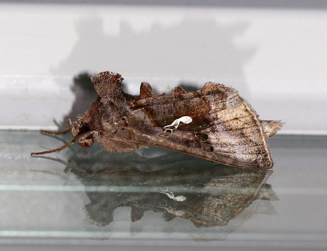 Common Looper - Autographa precationis Total length: ~20 mm. Brown forewing with bronze and lilac sheen. Stigma is variable and is typically fused. Thin, reddish collar.<br />
<br />
Attracted to a light in a rural area. Autographa,Autographa precationis,Geotagged,Summer,United States,common looper,moth