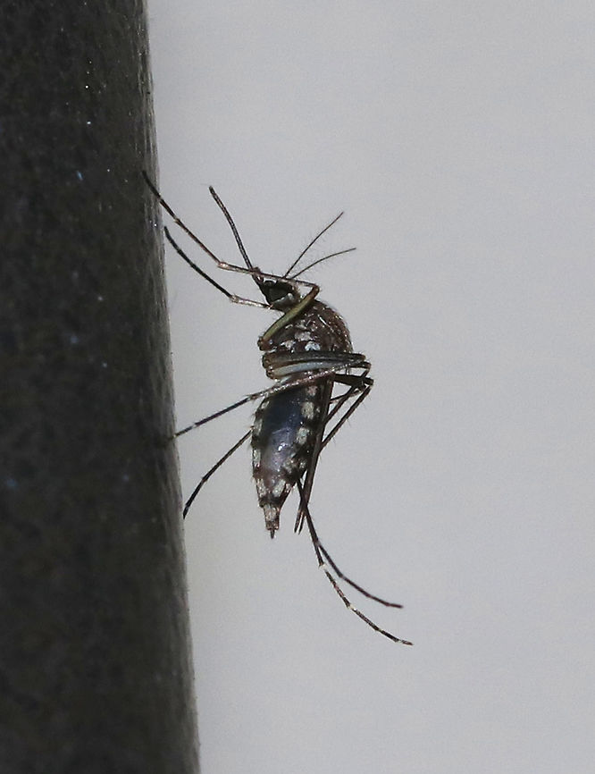 Inland Floodwater Mosquito - Aedes vexans This is an adult female Aedes vexans that is half gravid (full of eggs). You can see that 1/2 of her abdomen is still dark with a bloodmeal, while the other half is whitish and gravid with eggs. As she digests the rest of the blood, her entire distended abdomen will become white and gravid. <br />
<br />
Aedes vexans are most easily characterized by their unbanded proboscis, scutum with short brown scales, but no obvious pattern, the pale basal, bilobed bands on the abdominal terga, and the narrow basal bands on the hindtarsomeres.<br />
<br />
 Aedes vexans is a known vector of Dirofilaria immitis (dog heartworm).<br />
<br />
 This mosquito was attracted to a moth light.<br />
<br />
 Aedes vexans,Geotagged,Inland floodwater mosquito,Summer,United States,aedes,mosquito