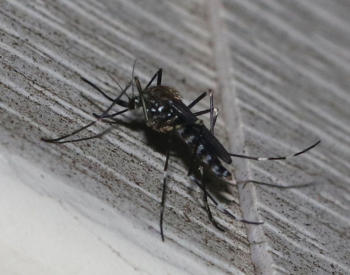 Asian Rock Pool Mosquito - Ochlerotatus japonicus **The Wikipedia record for this species is outdated - it lists it as Aedes japonicus, but the correct and current ID is Ochlerotatus japonicus.<br />
<br />
The pattern on the scutum is distinctive: there are 5 golden striped scales and the lateral scales are pale and white in a lyre shape. It has broad pale basal bands on the hind tarsomeres. The proboscis is dark and unbanded. The abdominal segments have silvery-white transverse bands on the lateral margins, which contrast with the black<br />
abdomen.<br />
<br />
This species was accidentally introduced from Japan in the late 1990s. It is an important vector of West Nile Virus, and the females are very aggressive biters.<br />
<br />
Attracted to a light in a rural area. Aedes japonicus,Asian Rock Pool Mosquito,Geotagged,Ochlerotatus japonicus,Summer,United States,mosquito
