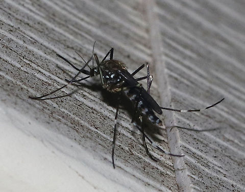 Asian Rock Pool Mosquito - Ochlerotatus japonicus **The Wikipedia record for this species is outdated - it lists it as Aedes japonicus, but the correct and current ID is Ochlerotatus japonicus.

The pattern on the scutum is distinctive: there are 5 golden striped scales and the lateral scales are pale and white in a lyre shape. It has broad pale basal bands on the hind tarsomeres. The proboscis is dark and unbanded. The abdominal segments have silvery-white transverse bands on the lateral margins, which contrast with the black
abdomen.

This species was accidentally introduced from Japan in the late 1990s. It is an important vector of West Nile Virus, and the females are very aggressive biters.

Attracted to a light in a rural area. Aedes japonicus,Asian Rock Pool Mosquito,Geotagged,Ochlerotatus japonicus,Summer,United States,mosquito