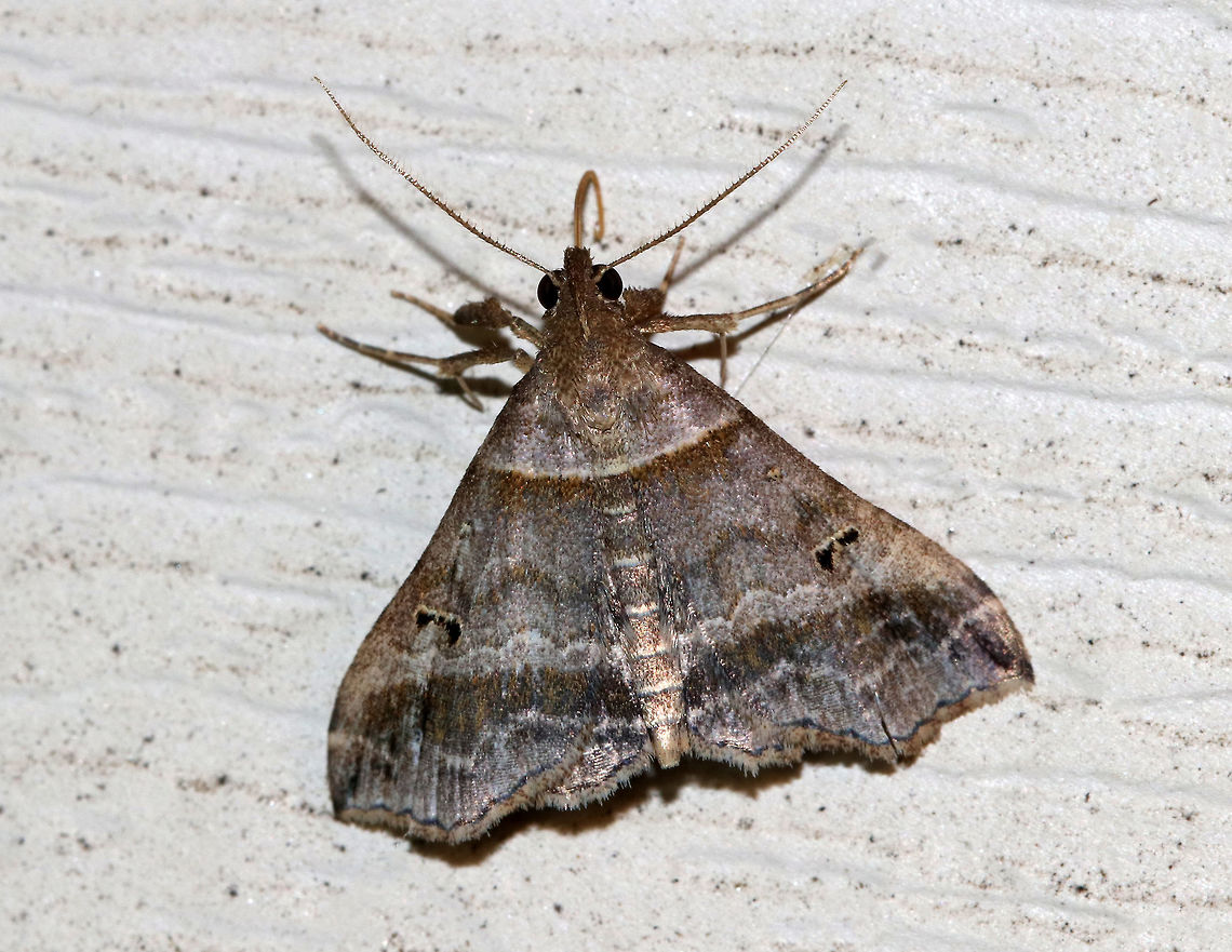 Dark-Banded Owlet- Phalaenophana pyramusalis Total length: 12 mm. Gray/brown forewing with straight antemedial and slightly wavy postmedial lines that are bordered with darker brown bands. Reniform spot contains two black dots.<br />
<br />
 Attracted to a light in a rural area. <br />
 Dark-Banded Owlet,Geotagged,Phalaenophana pyramusalis,Summer,United States,moth,owlet