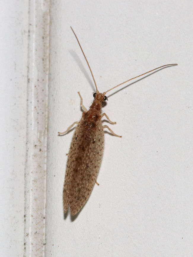 Brown Lacewing - Micromus posticus This little lacewing had fantastically detailed antennae and was such a fast little bugger! It was zooming all over my deck at midnight!<br />
<br />
Attracted to a light in a rural area. Geotagged,Micromus,Micromus posticus,Summer,United States,brown lacewing,lacewing,posticus