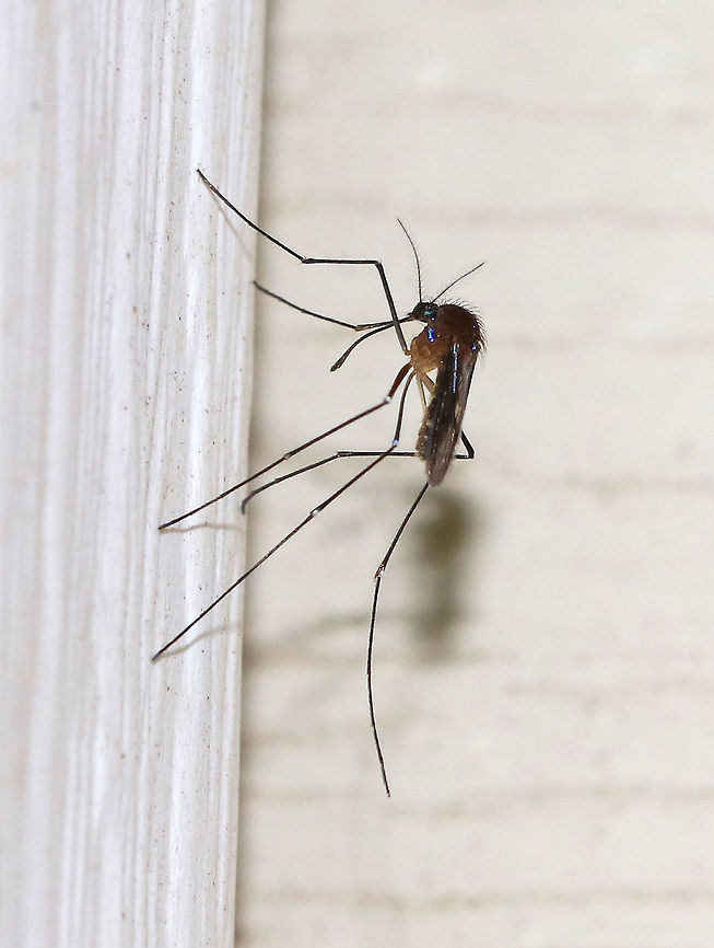Mosquito - Uranotaenia sapphirina My favorite mosquito! It's tiny and blue!<br />
<br />
It's a tiny, mostly dark mosquito with a blunt abdomen.  The proboscis widens distally. The scutum and scutellum have iridescent blue scales, and the wings have a long line of iridescent blue scales on the basal two-thirds of the 5th vein.<br />
<br />
Attracted to a light at night in a rural area. Geotagged,Summer,United States,Uranotaenia,Uranotaenia sapphirina,mosquito,sapphirina