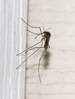Mosquito - Uranotaenia sapphirina My favorite mosquito! It's tiny and blue!

It's a tiny, mostly dark mosquito with a blunt abdomen.  The proboscis widens distally. The scutum and scutellum have iridescent blue scales, and the wings have a long line of iridescent blue scales on the basal two-thirds of the 5th vein.

Attracted to a light at night in a rural area. Geotagged,Summer,United States,Uranotaenia,Uranotaenia sapphirina,mosquito,sapphirina