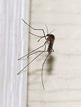 Mosquito - Uranotaenia sapphirina My favorite mosquito! It's tiny and blue!<br />
<br />
It's a tiny, mostly dark mosquito with a blunt abdomen.  The proboscis widens distally. The scutum and scutellum have iridescent blue scales, and the wings have a long line of iridescent blue scales on the basal two-thirds of the 5th vein.<br />
<br />
Attracted to a light at night in a rural area. Geotagged,Summer,United States,Uranotaenia,Uranotaenia sapphirina,mosquito,sapphirina