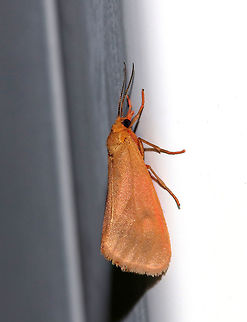 Rusty Virbia - Virbia ferruginosa Total length: ~15 mm. Brownish orange moth. It sometimes has a small, discal spot and shading along subterminal line. Hindwings are yellow or pale orange with a fragmented black border and black discal spot.

Attracted to a light at night in a rural area.
 Geotagged,Rusty Virbia,Rusty holomelina,Summer,United States,Virbia ferruginosa,virbia