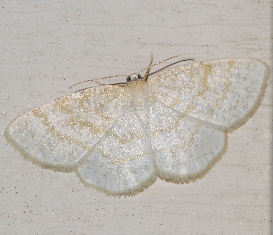 Yellow-dusted Cream Moth - Cabera erythemaria Wingspan: 30 mm. White wings with yellowish antemedial, postmedial, and median lines.<br />
<br />
Attracted to a light at night in a rural area. Cabera,Cabera erythemaria,Geotagged,Summer,United States,Yellow-dusted Cream Moth,moth