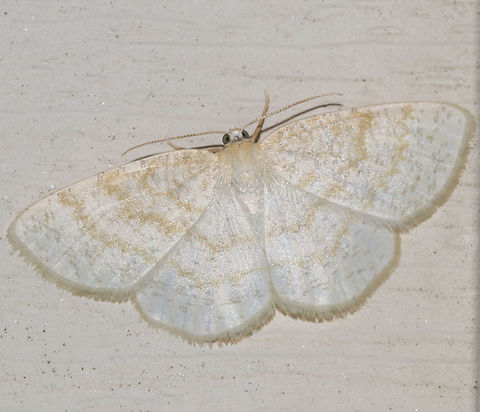 Yellow-dusted Cream Moth - Cabera erythemaria Wingspan: 30 mm. White wings with yellowish antemedial, postmedial, and median lines.

Attracted to a light at night in a rural area. Cabera,Cabera erythemaria,Geotagged,Summer,United States,Yellow-dusted Cream Moth,moth
