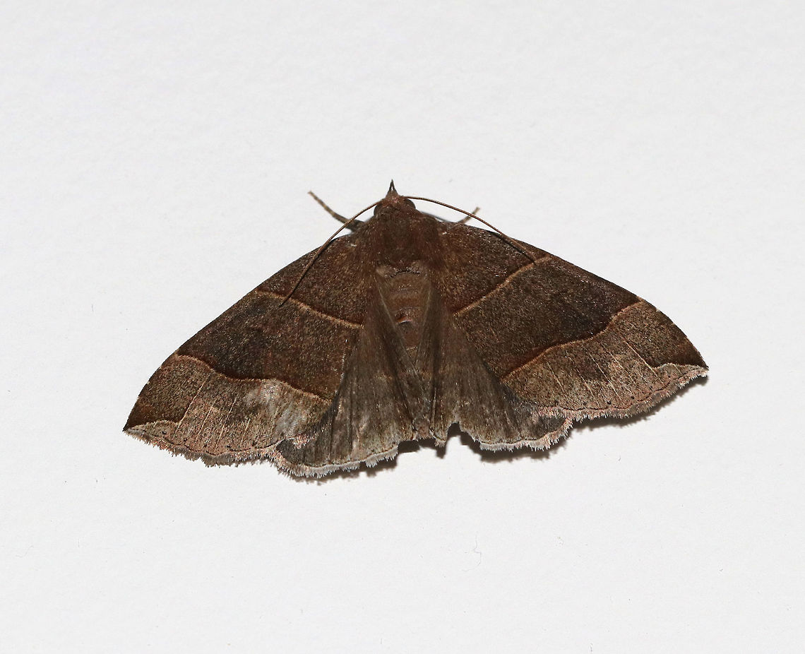Maple Looper Moth - Parallelia bistriaris Width: about 20 mm. Brown forewings with slightly darker median areas that are bordered with AM and PM lines. Jagged ST line.<br />
<br />
 Attracted to a light at night in a rural area. <br />
 Geotagged,Maple Looper Moth,Moth,Parallelia bistriaris,Summer,United States