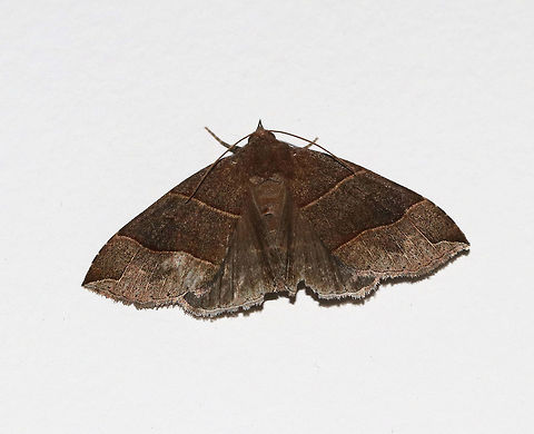 Maple Looper Moth - Parallelia bistriaris Width: about 20 mm. Brown forewings with slightly darker median areas that are bordered with AM and PM lines. Jagged ST line.

 Attracted to a light at night in a rural area. 
 Geotagged,Maple Looper Moth,Moth,Parallelia bistriaris,Summer,United States