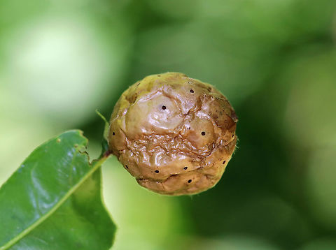 Unknown Oak Gall -  Amphibolips sp.  This gall looks so much like Amphibolips confluent, except for the multiple exit holes. So, I'm not sure what species it is, but am seeking guidance. Any help is appreciated!

The gall was about 3-4 cm diameter.

 Spotted on an oak tree in a deciduous forest.
 Amphibolips,Geotagged,Summer,United States,gall,oak gall