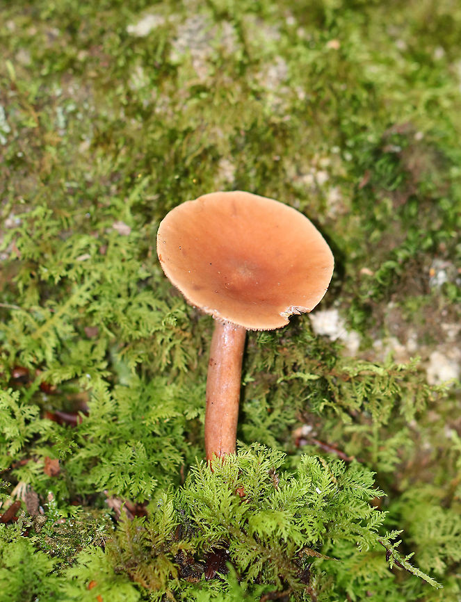 Milk Cap Mushroom - Lactarius sp. Pinkish orange, tacky cap with a center depression. Gills were creamish-cinnamon colored and leaked milk when touched. Growing on the ground in a mossy, deciduous forest.<br />
<figure class="photo"><a href="https://www.jungledragon.com/image/64749/milk_cap_mushroom_-_lactarius_sp.html" title="Milk Cap Mushroom - Lactarius sp."><img src="https://s3.amazonaws.com/media.jungledragon.com/images/3232/64749_thumb.jpg?AWSAccessKeyId=05GMT0V3GWVNE7GGM1R2&Expires=1759968010&Signature=CQmufFEjCe0%2F0Wat1FbDpRYB2nI%3D" width="106" height="152" alt="Milk Cap Mushroom - Lactarius sp. Pinkish orange, tacky cap with a center depression. Gills were creamish-cinnamon colored and leaked milk when touched. Growing on the ground in a mossy, deciduous forest. <br />
https://www.jungledragon.com/image/64748/milk_cap_mushroom_-_lactarius_sp.html<br />
 Geotagged,Lactarius,Milk Cap Mushroom,Summer,United States,fungus,milk cap,milkcap,milky cap,mushroom" /></a></figure> Geotagged,Summer,United States,fungus,lactarius,milk cap,milkcap,mushroom