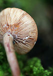 Milk Cap Mushroom - Lactarius sp. Pinkish orange, tacky cap with a center depression. Gills were creamish-cinnamon colored and leaked milk when touched. Growing on the ground in a mossy, deciduous forest. <br />
https://www.jungledragon.com/image/64748/milk_cap_mushroom_-_lactarius_sp.html<br />
 Geotagged,Lactarius,Milk Cap Mushroom,Summer,United States,fungus,milk cap,milkcap,milky cap,mushroom