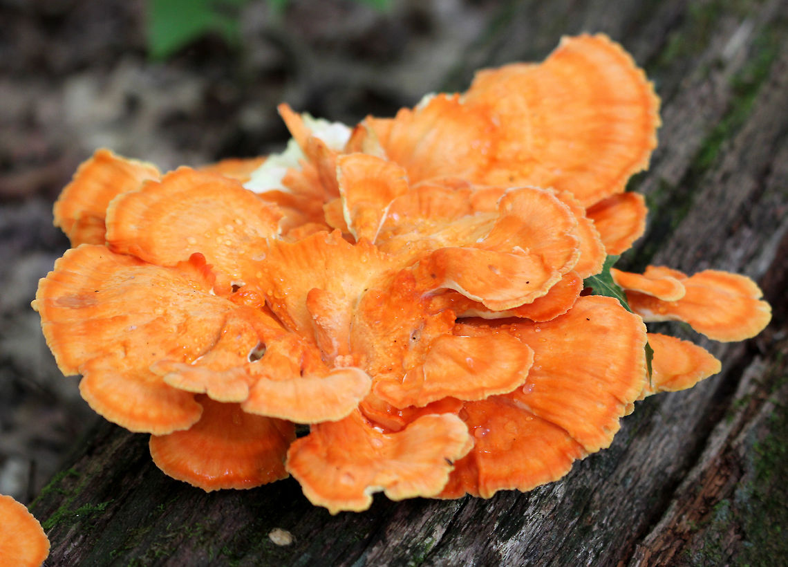 Chicken of the Woods - Laetiporus sulphureus Chicken of the Woods<br />
Orange and cream colored caps that were growing on rotting wood. Caps are fan shaped and grew in clusters in a deciduous forest.<br />
 Chicken of the Woods,Geotagged,Laetiporus sulphureus,Summer,United States,laetiporus,sulphur shelf