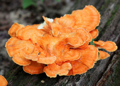 Chicken of the Woods - Laetiporus sulphureus Chicken of the Woods
Orange and cream colored caps that were growing on rotting wood. Caps are fan shaped and grew in clusters in a deciduous forest.
 Chicken of the Woods,Geotagged,Laetiporus sulphureus,Summer,United States,laetiporus,sulphur shelf
