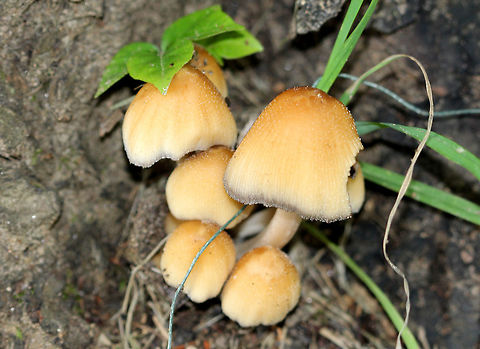 Coprinellus micaceus A cluster of mushrooms with honey-brown, bell-shaped caps that were growing on buried, rotting wood. Brown, inky gills, and a hollow, fibrous stipe.  Coprinellus,Coprinellus micaceus,Geotagged,Summer,United States,fungus,mushrooms