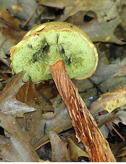 Boletellus russellii This mushroom was in bad shape when I found it, but I took some shots of it anyway because it was so interesting looking!

The cap was reddish brown (faded), dry, velvety, and had an inrolled margin. The pores were yellowish green and bruised when marked. The stem was reddish brown, 20 cm long, and deeply furrowed longitudinally. It was growing alone, on the ground, in a deciduous forest. Aureoboletus russellii,Boletellus,Boletellus russellii,Geotagged,Russell's Bolete,Summer,United States,bolete,fungus,mushroom