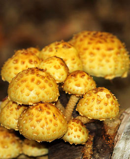 Golden Scalycap - Pholiota aurivella Cap was yellow with brown scales. Gills were tan/yellow. Shaggy yellow stipe. 
 Fall,Geotagged,Golden Scalycap,Pholiota,Pholiota aurivella,United States,fungus,mushroom