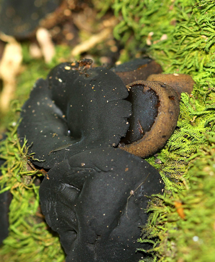 Black Bulgar Mushrooms - Bulgaria inquinans Smooth black cap with rough brown pores and a very tiny stipe. Younger specimens were cup-like in appearance. 3-5cm cap sizes.<br />
<figure class="photo"><a href="https://www.jungledragon.com/image/57822/black_bulgar_mushrooms.html" title="Black Bulgar Mushrooms"><img src="https://s3.amazonaws.com/media.jungledragon.com/images/3232/57822_thumb.jpg?AWSAccessKeyId=05GMT0V3GWVNE7GGM1R2&Expires=1759968010&Signature=p0FtuJfuD1YpzGzJiAbAxCbo1mk%3D" width="120" height="152" alt="Black Bulgar Mushrooms Smooth black cap with rough brown pores and a very tiny stipe. Younger specimens were cup-like in appearance. 3-5cm cap sizes.<br />
https://www.jungledragon.com/image/64757/black_bulgar_mushrooms_-_bulgaria_inquinans.html Black Bulgar,Black Bulgar Mushrooms,Black bulgar,Bulgaria inquinans,Geotagged,Summer,United States,fungi,fungus,mushrooms" /></a></figure><br />
 Black bulgar,Bulgaria inquinans,Geotagged,Summer,United States,fungus,mushrooms