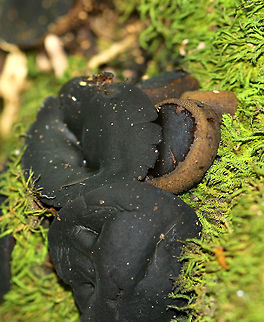 Black Bulgar Mushrooms - Bulgaria inquinans Smooth black cap with rough brown pores and a very tiny stipe. Younger specimens were cup-like in appearance. 3-5cm cap sizes.
https://www.jungledragon.com/image/57822/black_bulgar_mushrooms.html
 Black bulgar,Bulgaria inquinans,Geotagged,Summer,United States,fungus,mushrooms