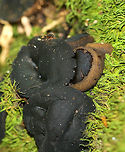 Black Bulgar Mushrooms - Bulgaria inquinans Smooth black cap with rough brown pores and a very tiny stipe. Younger specimens were cup-like in appearance. 3-5cm cap sizes.<br />
https://www.jungledragon.com/image/57822/black_bulgar_mushrooms.html<br />
 Black bulgar,Bulgaria inquinans,Geotagged,Summer,United States,fungus,mushrooms