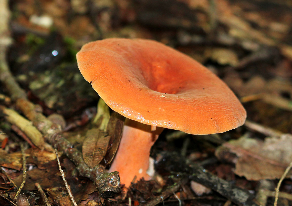 Hygrophorus Milky Cap - Lactifluus hygrophoroides Cap was bright orange, wet, and sticky. The gills were cream-colored, and the stipe was orange with a white bloom.  The gills produced copious amounts of milk when disturbed. <br />
<br />
Habitat: Deciduous forest<br />
 Geotagged,Hygrophorus Milky Cap,Lactifluus,Lactifluus hygrophoroides,Summer,United States,fungus,milk cap,milky cap,mushroom
