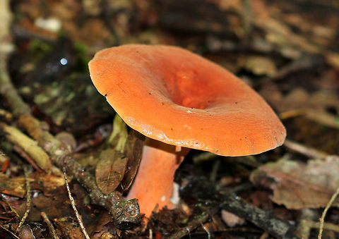 Hygrophorus Milkcap