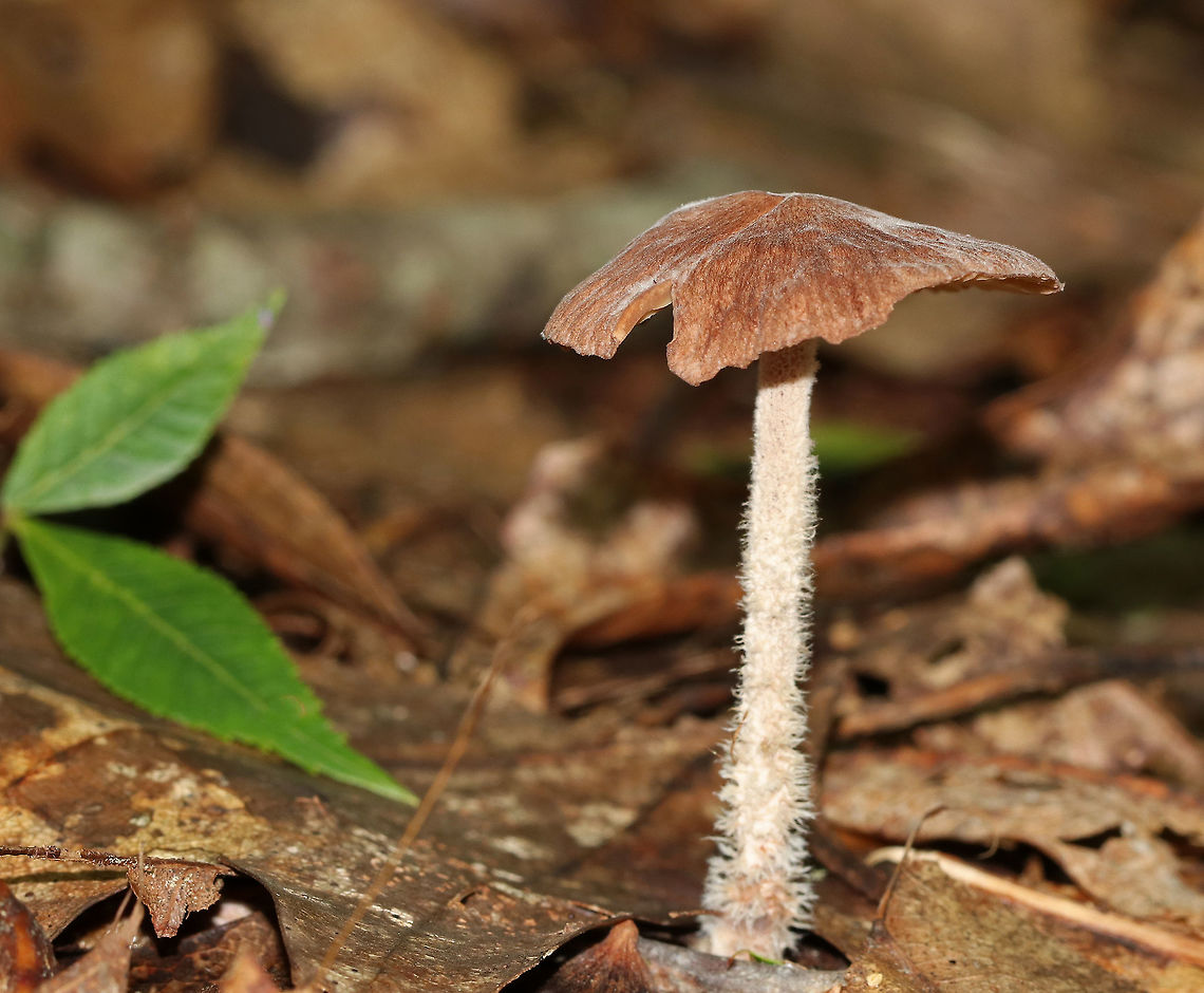 Wood Woolyfoot - Gymnopus peronatus Brown, flat-ish, striated cap with brown gills. Stipe was tan and very fuzzy. Growing in a deciduous forest. Geotagged,Gymnopus peronatus,Summer,United States,Wood Woolyfoot