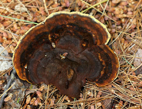 Phaeolus schweinitzii Growing on the ground in a swampy area with lots of pine. The pores bruised very easily when marked. Stipe was off center. Entire mushroom was approximately 12 cm wide. Geotagged,Phaeolus schweinitzii,Summer,United States,fungus,mushroom