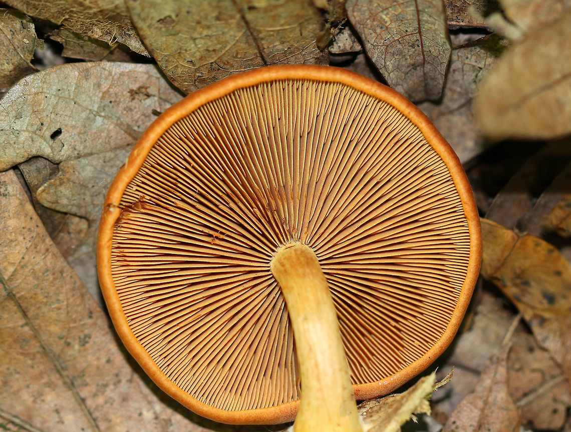 Mushroom - Gymnopilus sp. Cinnamon-orange, dry, slightly scaly cap with an inrolled margin. Gills were were close with frequent short gills and rusty brown spores. Stipe was a lighter orange/tan color. Spotted growing in a deciduous forest.<br />
<br />
It is difficult to identify Gymnopilus to species level. Species in this genus can easily be confused with Galerina marginata, which are deadly. Also, some species contain psilocybin. Geotagged,Summer,United States,fungus,gymnopilus,mushroom