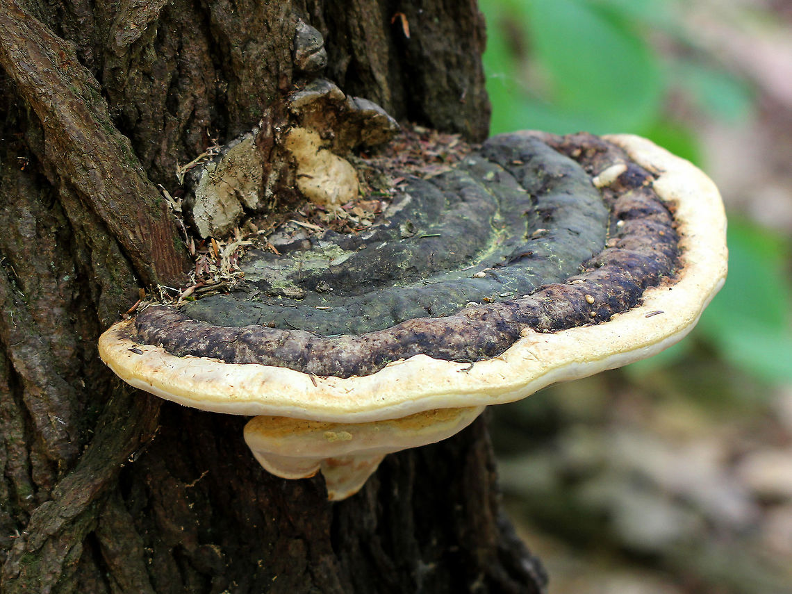 Fomitopsis ochracea Growing near the base of a tree. Fungus was large in size (25-30 cm wide). Pores were cream-colored. It was growing in a wet, dense forest. Fomitopsis,Fomitopsis ochracea,Geotagged,Spring,United States,fungus,mushroom,shelf fungus