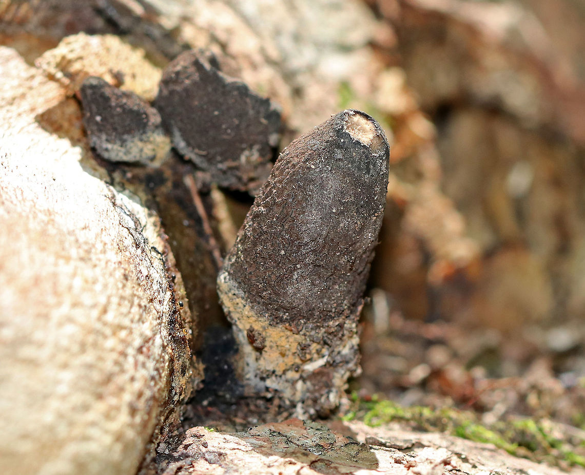 Dead Man's Fingers - Xylaria polymorpha Tough, mostly black, wrinkled fruiting bodies that were growing in clusters on mossy tree roots on the edge of a waterfall in a mixed, but mostly deciduous forest. Sizes ranged from approximately 1-3cm tall.<br />
 Dead Man's Fingers,Geotagged,Summer,United States,Xylaria polymorpha,fungus,mushroom