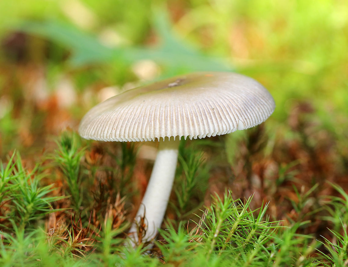 Mushroom - Amanita sp. The cap was tan/light brown and there was one light tan patch near the center. The cap was sticky. The center of the cap was slightly darker in color. The margin was striate. Gills were pale tan/whitish with short gills. The stipe was white and rough. The stipe broke when I was trying to get it out of the ground and the base broke to bits, so I don&rsquo;t know if there was a bulb. This mushroom was growing on the ground in moss on the edge of a woodland meadow. Geotagged,Summer,United States,amanita,fungus,mushroom